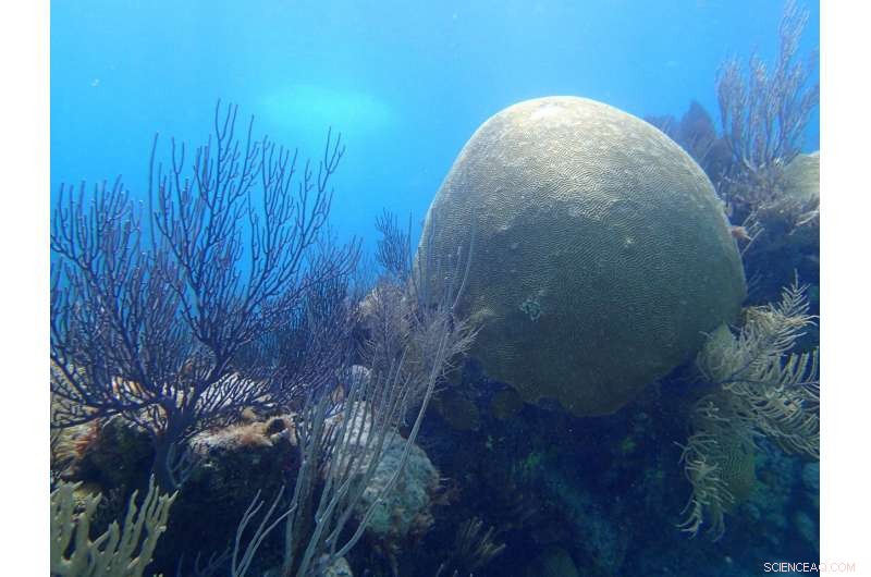 130-Year-Old Brain Coral Offers Hope for Open Ocean Conservation