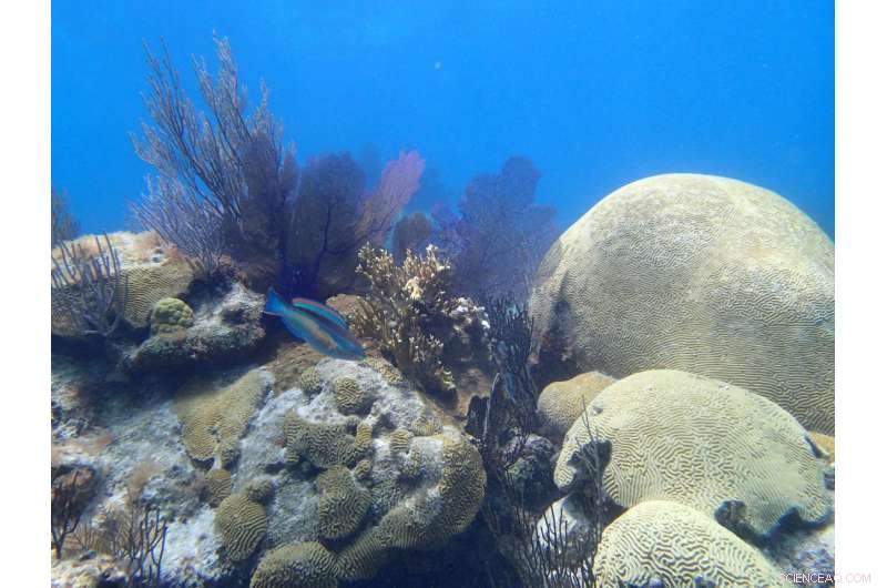 130-Year-Old Brain Coral Offers Hope for Open Ocean Conservation
