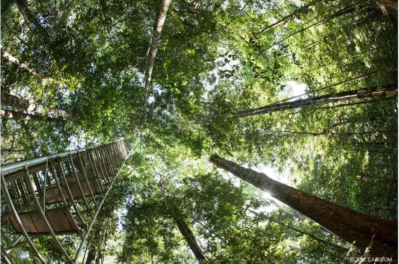 High CO₂ Levels Thicken Plant Leaves, Potentially Amplifying Climate Change Impacts