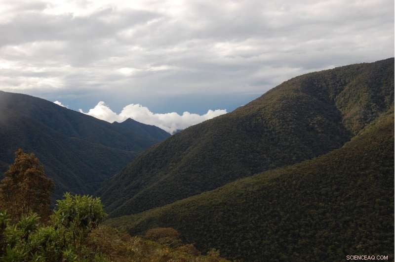 High CO₂ Levels Thicken Plant Leaves, Potentially Amplifying Climate Change Impacts