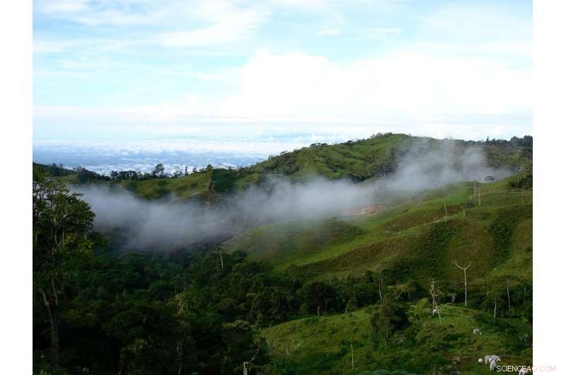 The Rapid Decline of Secondary Forests: Why They Fail Within 20 Years