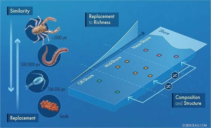 Cryptic Coral Reef Species Uncover Consistent Cross‑Shelf Biodiversity Patterns