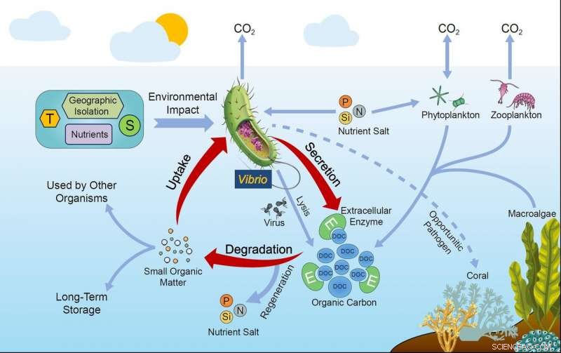 Scientists Reveal Vibrio Bacteria’s Crucial Role in the Marine Organic Carbon Cycle