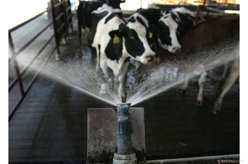Cooling Strategies: Protecting Dairy Cows from Heat Stress in California