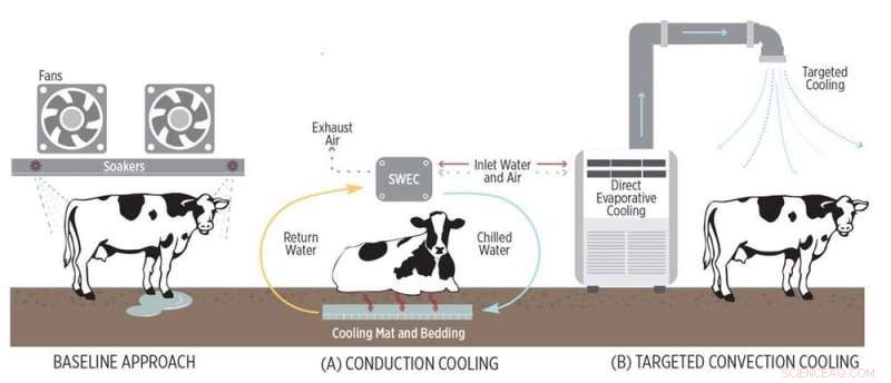 Cooling Strategies: Protecting Dairy Cows from Heat Stress in California