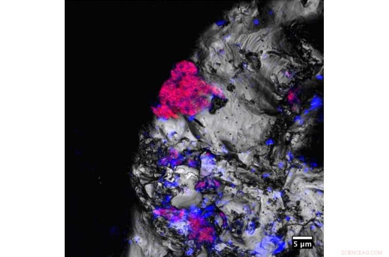 New Discovery: Cyanobacteria Thrive 600 Meters Beneath the Surface Without Sunlight