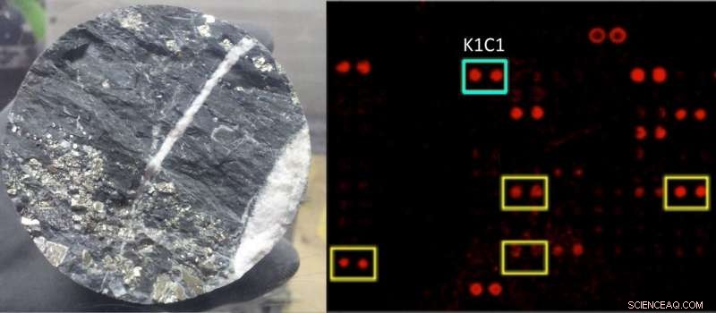 New Discovery: Cyanobacteria Thrive 600 Meters Beneath the Surface Without Sunlight