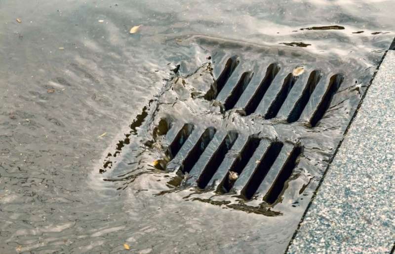 Safeguarding Urban Trees from Intensifying Summer Heat