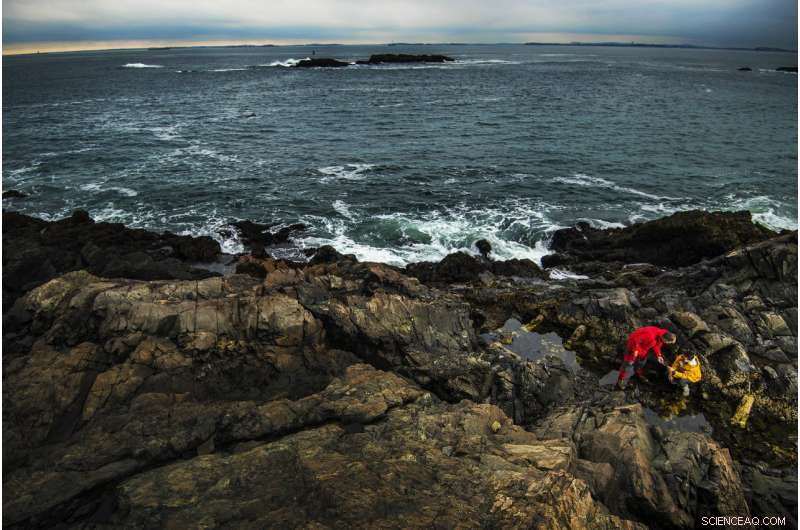 Robotic Mussels Reveal Key Insights into Intertidal Bed Refugia