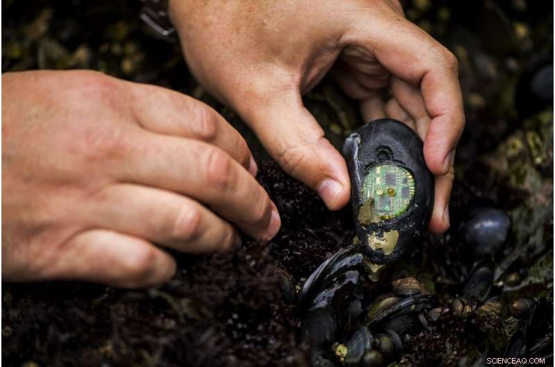 Robotic Mussels Reveal Key Insights into Intertidal Bed Refugia