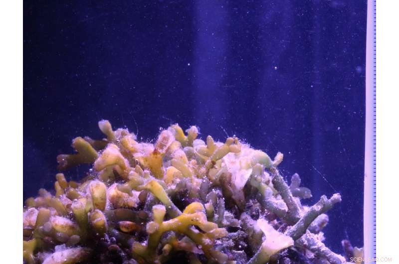 Algae Bubble Noise: Green Algae Emit Sound During Photosynthesis