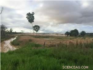 Rainforest-Friendly Livelihoods Beat Gold Mining in Profitability