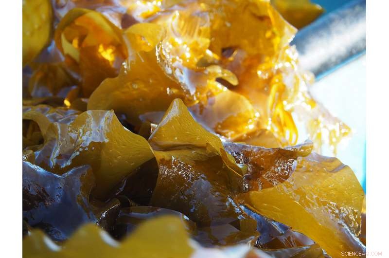 Seaweed-Powered Trucks: Realistic Energy Solution or Overhyped Trend?