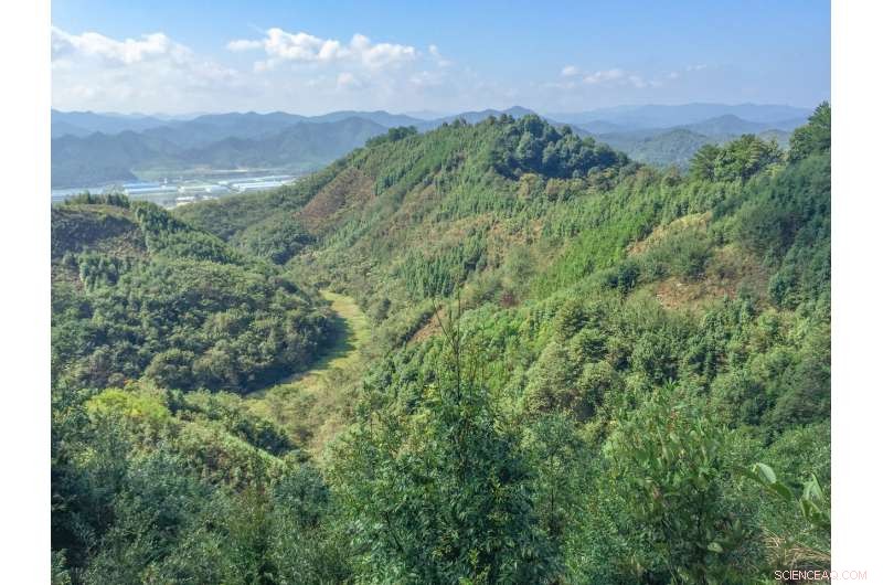 Biodiverse Forests Sequester Twice the Carbon of Monocultures