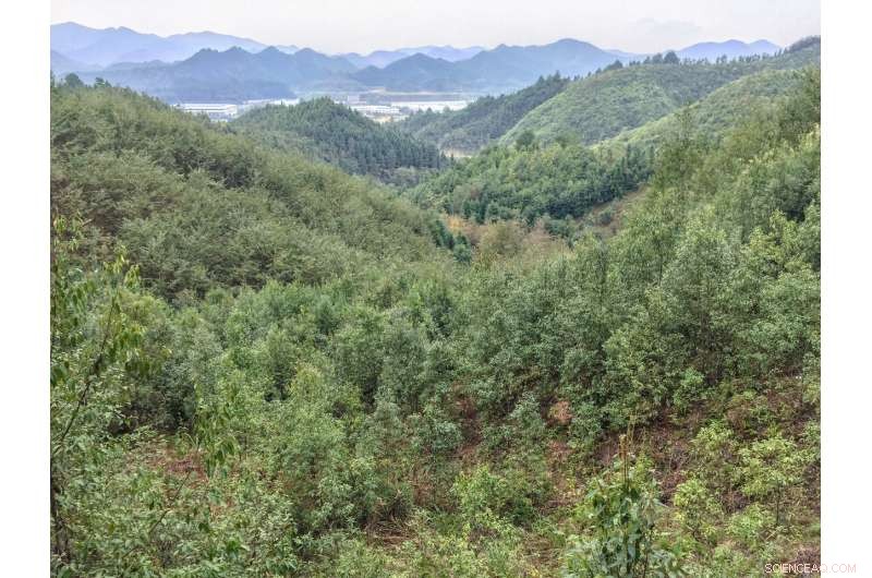 Biodiverse Forests Sequester Twice the Carbon of Monocultures