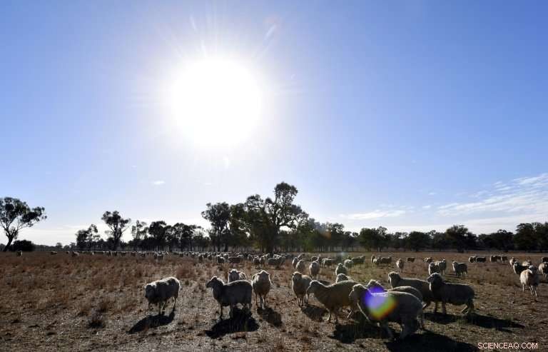 Australia s Farmers Celebrate Rain Relief Amid Severe Drought