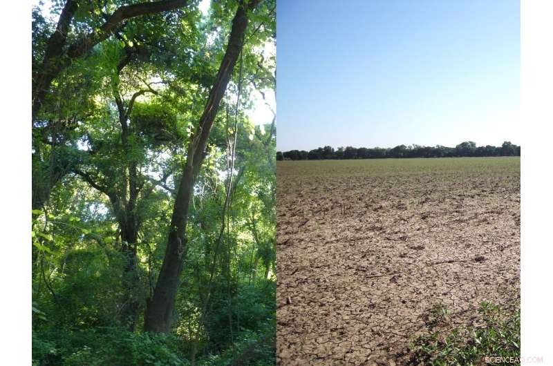 Unlocking Carbon and Biodiversity Gains Through River and Stream Restoration