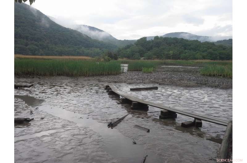 NYC Wetlands Could Be Unintended Sources of Greenhouse Gases