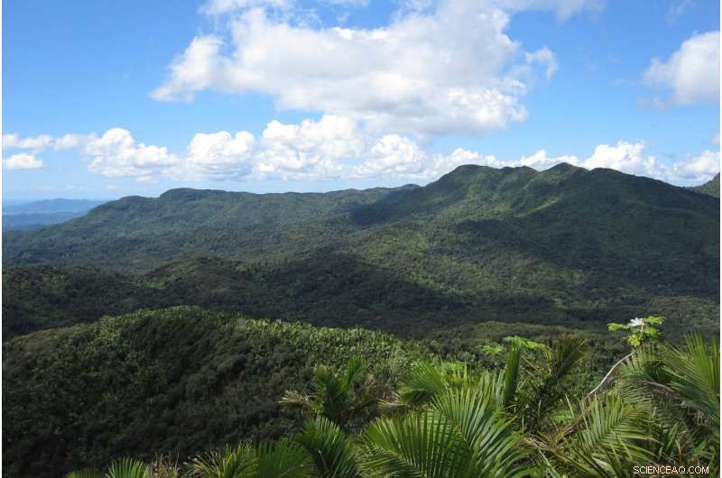 How Hurricanes Shape Puerto Rico’s Ecosystems: Insights & Impacts
