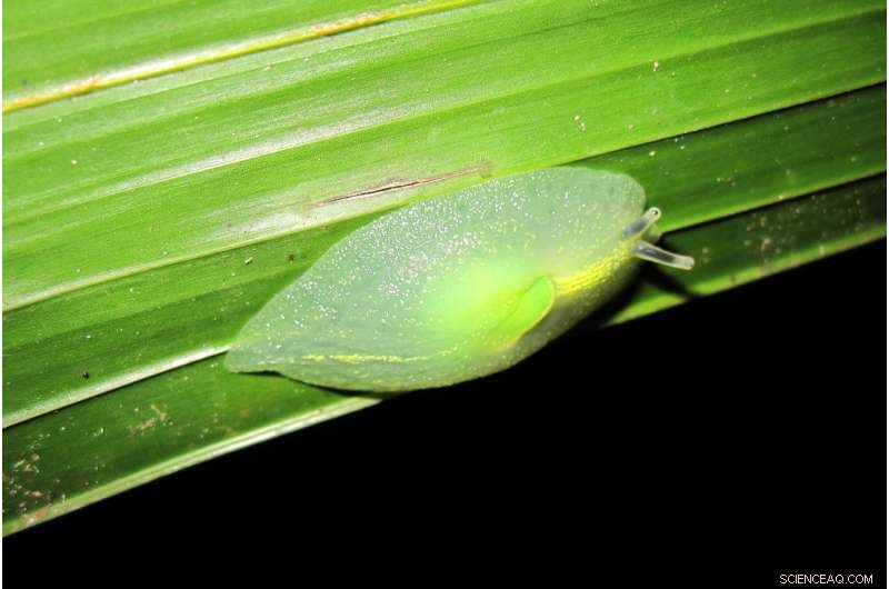 How Hurricanes Shape Puerto Rico’s Ecosystems: Insights & Impacts