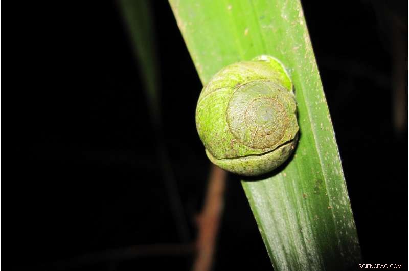 How Hurricanes Shape Puerto Rico’s Ecosystems: Insights & Impacts