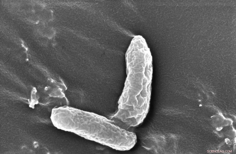 New Bacterium Degrades 1,4-Dioxane and 1,1-DCE in Groundwater