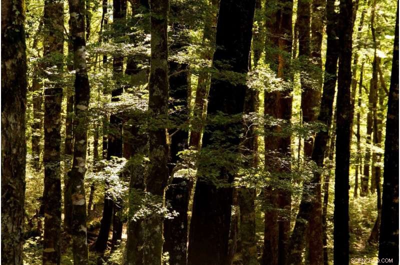 Revealing Human History Through Fecal Sterol Analysis