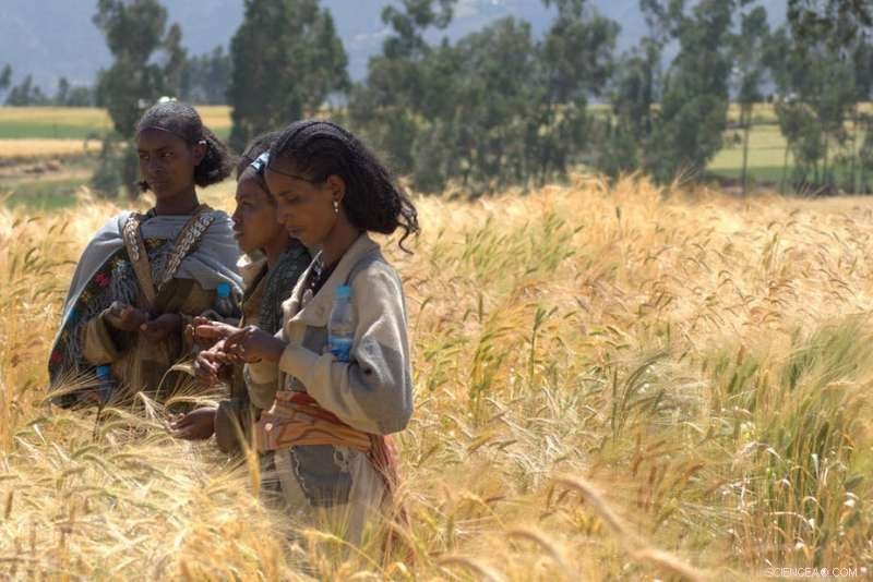 Ethiopia Soil Health Study Reveals Strong Link to More Nutritious Cereals