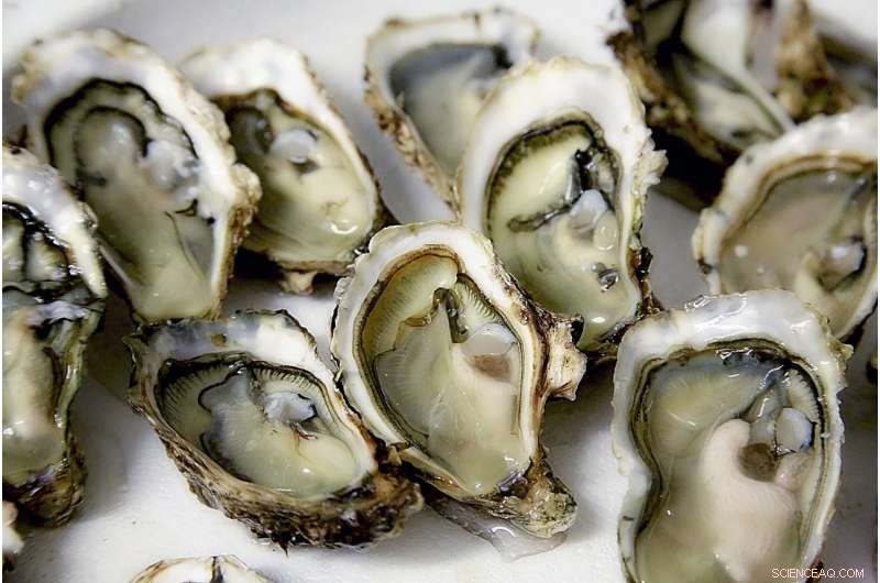 Climate Change Threatens Oyster Populations: Rising Mortality Risks Ahead
