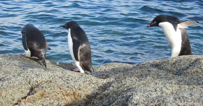 Wind Power: A Key Solution for Climate Change