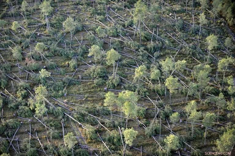 Study Reveals EU Forests Cannot Counteract Climate Change