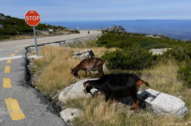 Goats Join Portugal’s Wildfire Effort, Strengthening Firefighting Teams