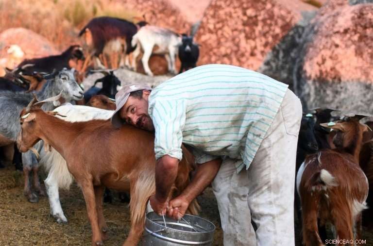 Goats Join Portugal’s Wildfire Effort, Strengthening Firefighting Teams