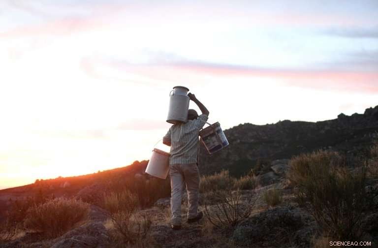 Goats Join Portugal’s Wildfire Effort, Strengthening Firefighting Teams