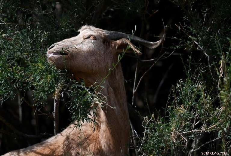 Goats Join Portugal’s Wildfire Effort, Strengthening Firefighting Teams