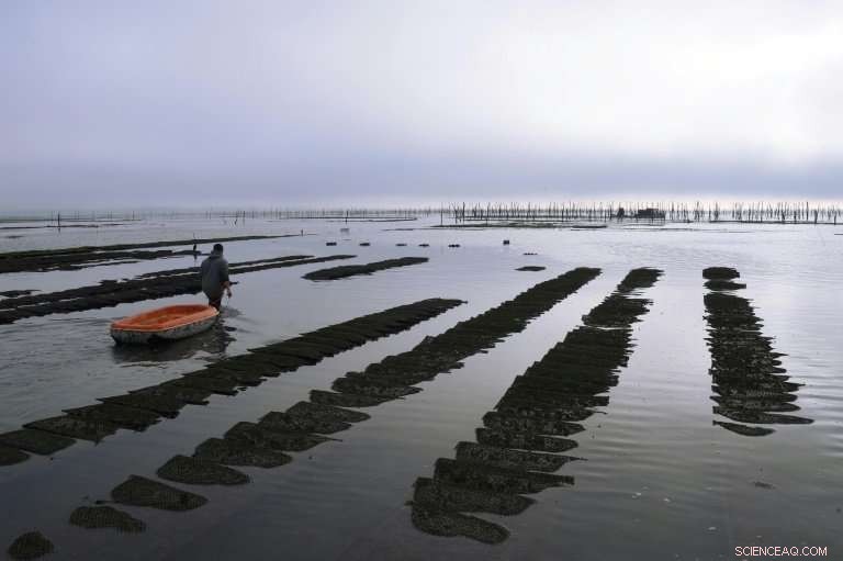 Scientists Identify Causes Behind Decline of French Oysters