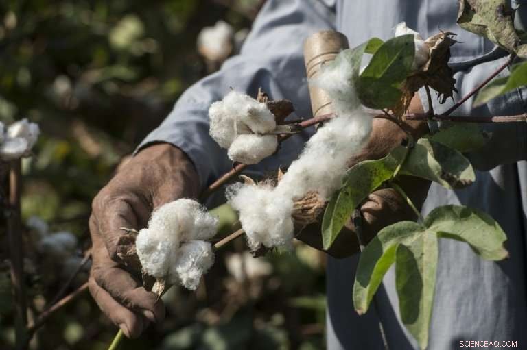 Egypt Aims to Revitalize Cotton Production