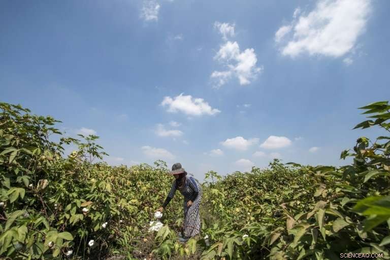 Egypt Aims to Revitalize Cotton Production