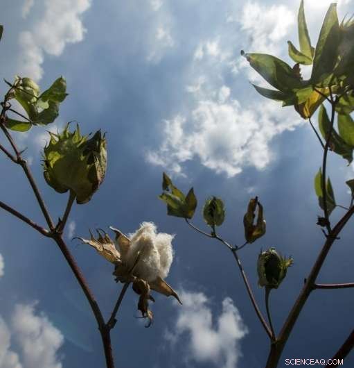 Egypt Aims to Revitalize Cotton Production