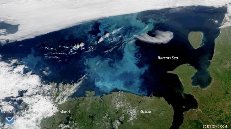 Arctic Ice Loss Drives Phytoplankton Blooms Northward