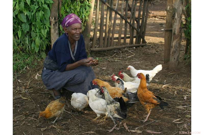 Local Chicken Farming in Africa: Diversity Drives Sustainable Growth