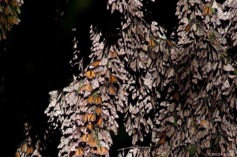 57% Reduction in Deforestation Protects Mexican Monarch Butterfly Winter Habitat