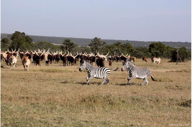 New Study Reveals Mutual Gains from Wildlife and Livestock Coexistence in East Africa