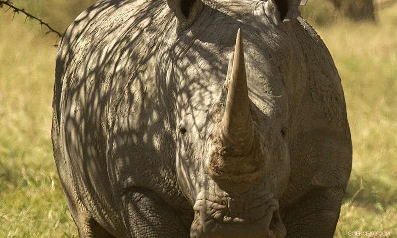 New Study Reveals Mutual Gains from Wildlife and Livestock Coexistence in East Africa