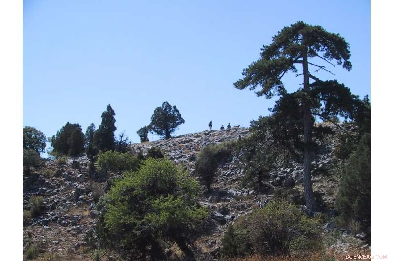 Reconstructing Tropical Boundary Shifts Over the Past 800 Years Through Black Pine Tree Rings