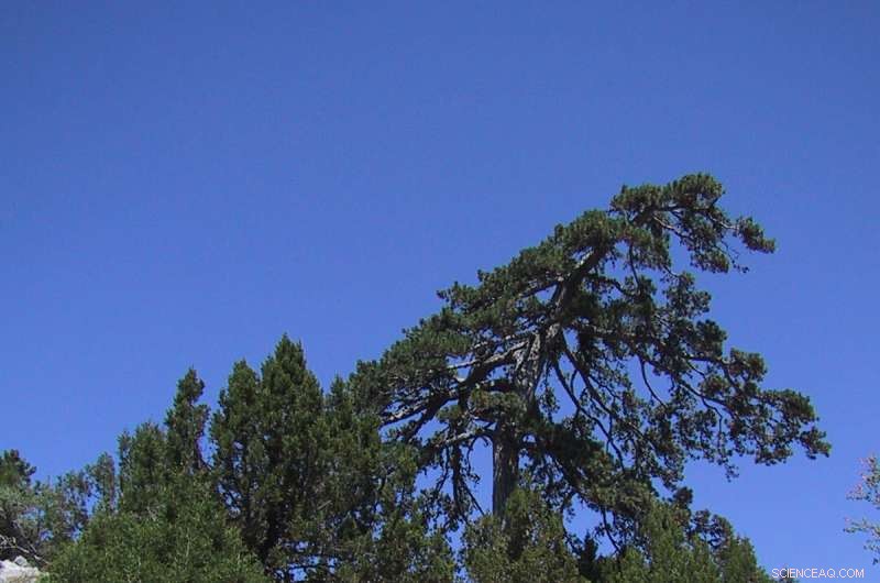 Reconstructing Tropical Boundary Shifts Over the Past 800 Years Through Black Pine Tree Rings