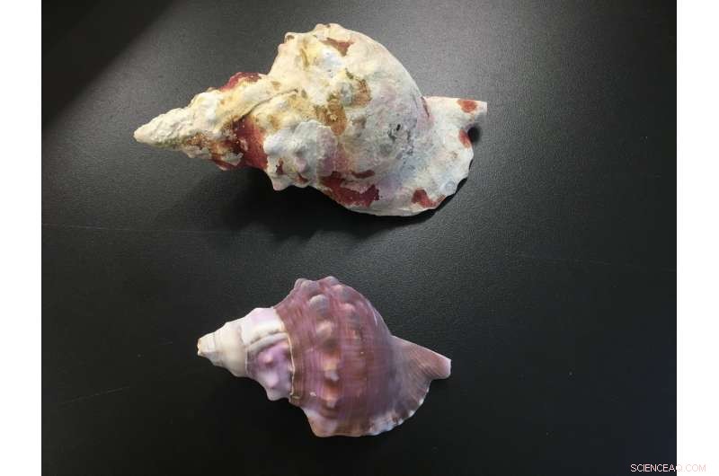 Sea Snail Shells Dissolve in Acidifying Oceans, New Study Finds