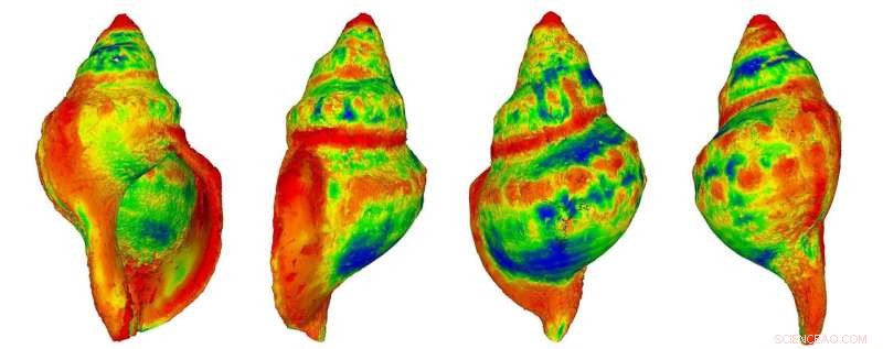 Sea Snail Shells Dissolve in Acidifying Oceans, New Study Finds