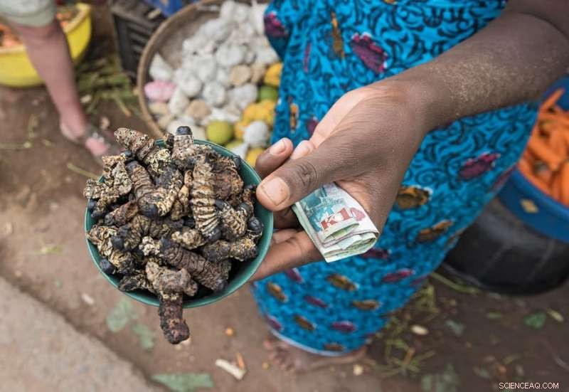 Insects: A Sustainable Solution to Global Hunger