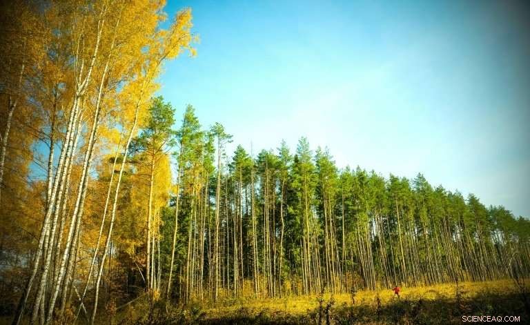 Poland s President Urges Smart Forest Management as Key Climate Strategy Ahead of UN Summit